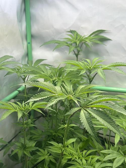 Kong‘s Krush by GHSC. Week 9