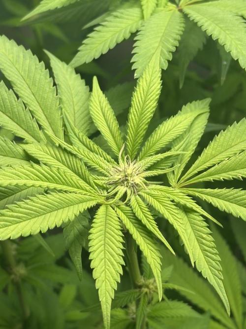 Kong‘s Krush by GHSC. Week 10