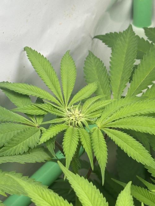 Kong‘s Krush by GHSC. Week 10