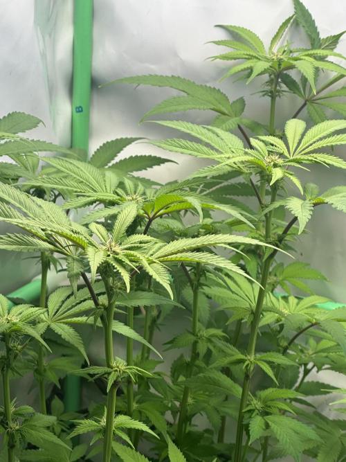 Kong‘s Krush by GHSC. Week 10