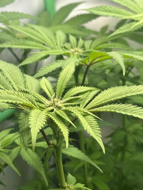 Kong‘s Krush by GHSC. Week 10