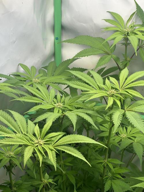 Kong‘s Krush by GHSC. Week 10