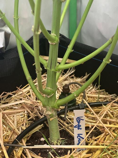 Kong‘s Krush by GHSC. Week 10