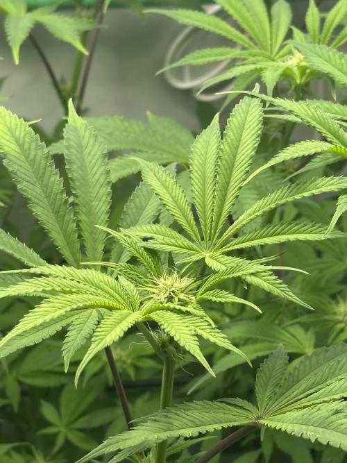 Lemon Orange #2 by GHSC. Week 10