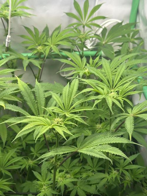 Lemon Orange #2 by GHSC. Week 10