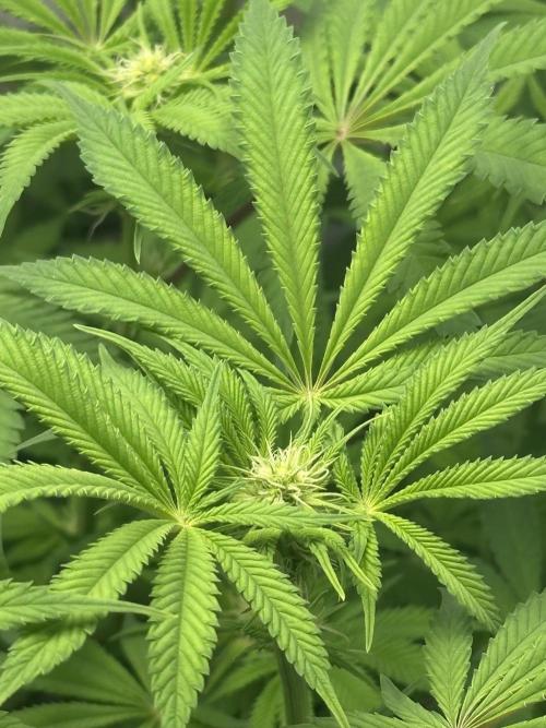 Lemon Orange #2 by GHSC. Week 10