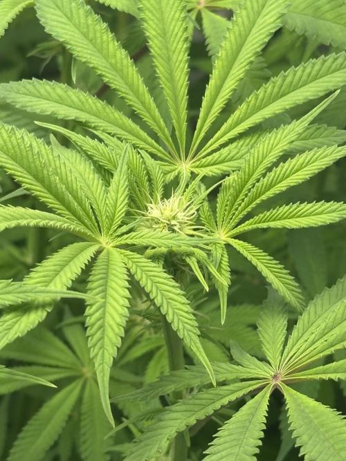 Lemon Orange #2 by GHSC. Week 10