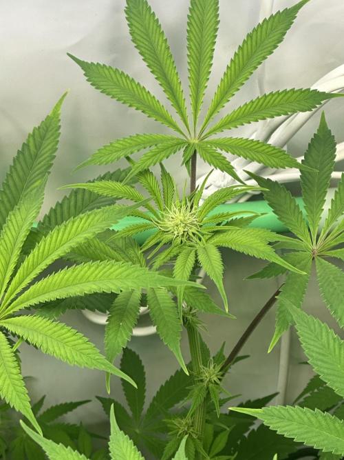 La Gran Jefa by GHSC. Week 10