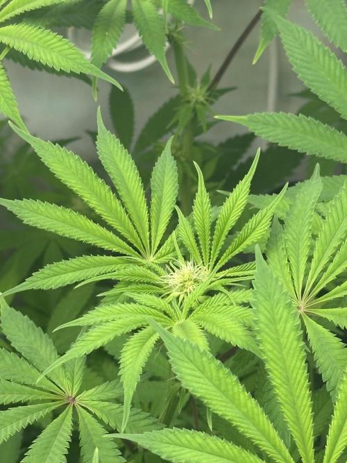 La Gran Jefa by GHSC. Week 10