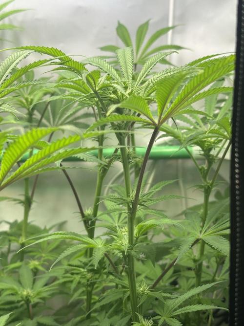 La Gran Jefa by GHSC. Week 10