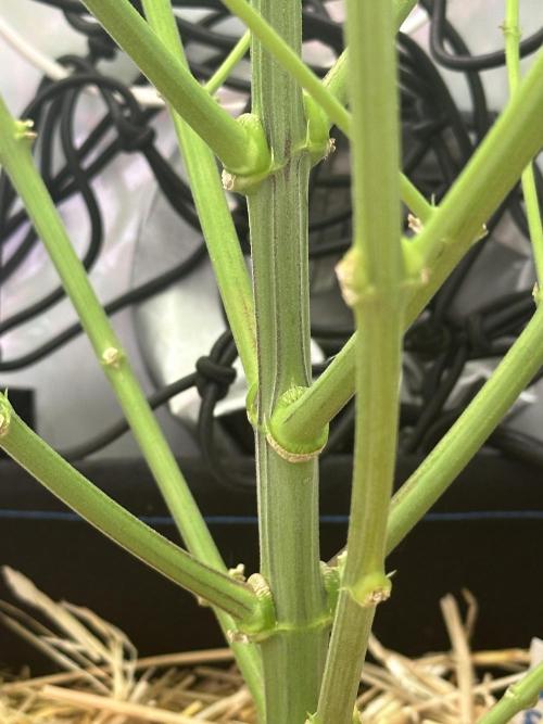 La Gran Jefa by GHSC. Week 10