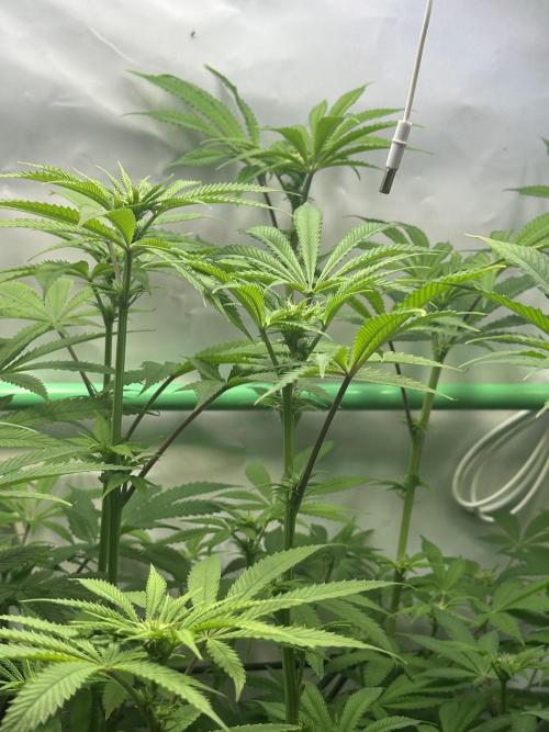 La Gran Jefa by GHSC. Week 10