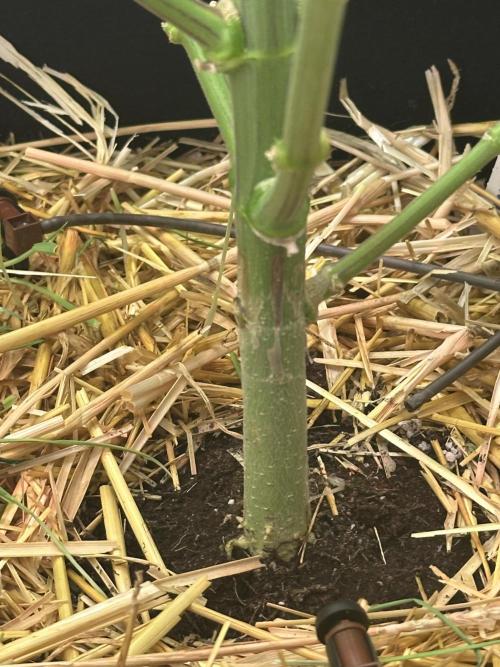 La Gran Jefa by GHSC. Week 10