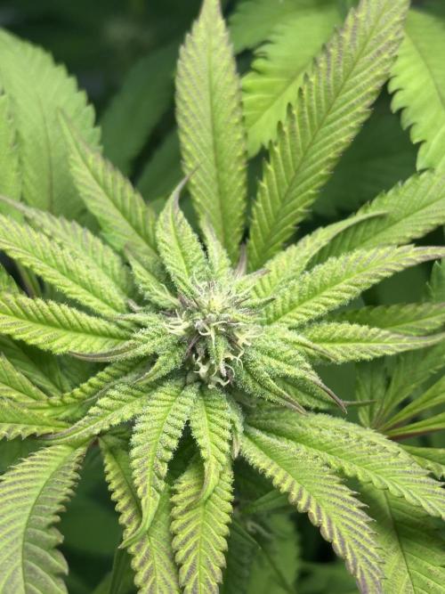 Kong‘s Krush by GHSC. Week 11