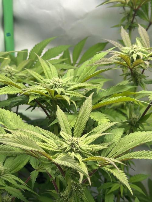 Kong‘s Krush by GHSC. Week 11