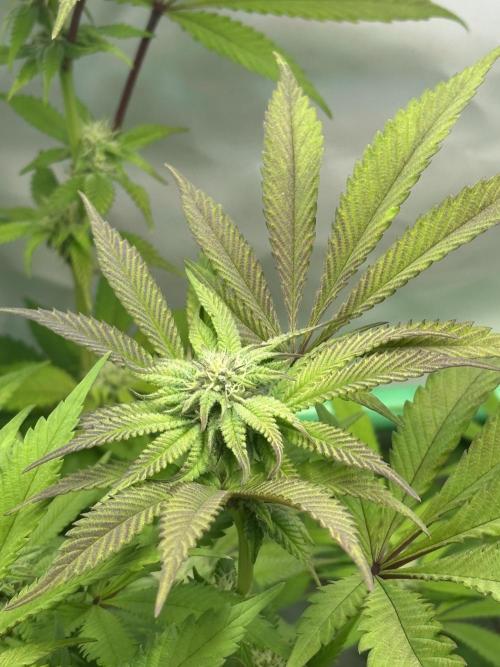 Kong‘s Krush by GHSC. Week 11