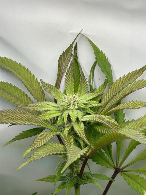 Kong‘s Krush by GHSC. Week 11