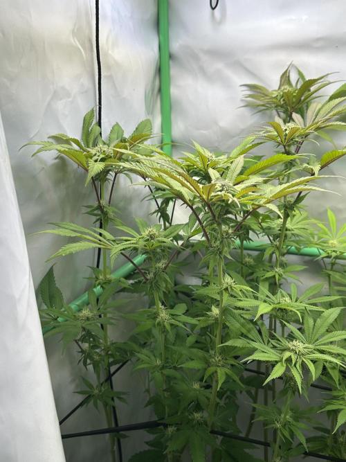 Kong‘s Krush by GHSC. Week 11