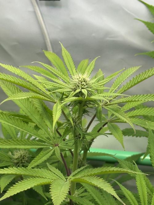 Lemon Orange #2 by GHSC. Week 11