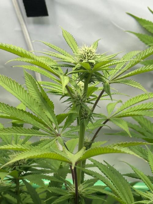 Lemon Orange #2 by GHSC. Week 11