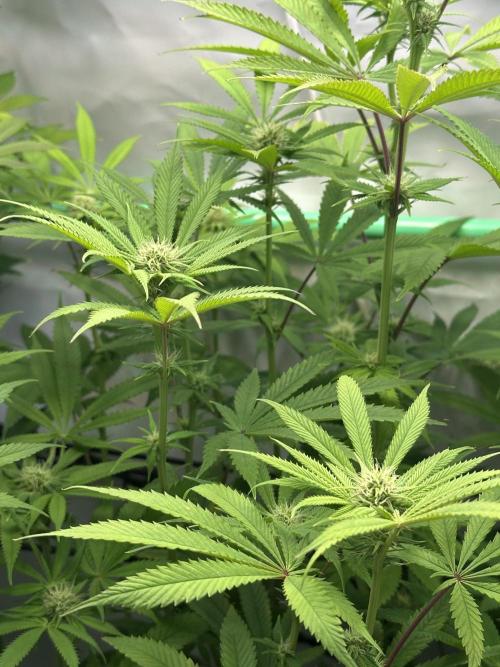 Lemon Orange #2 by GHSC. Week 11