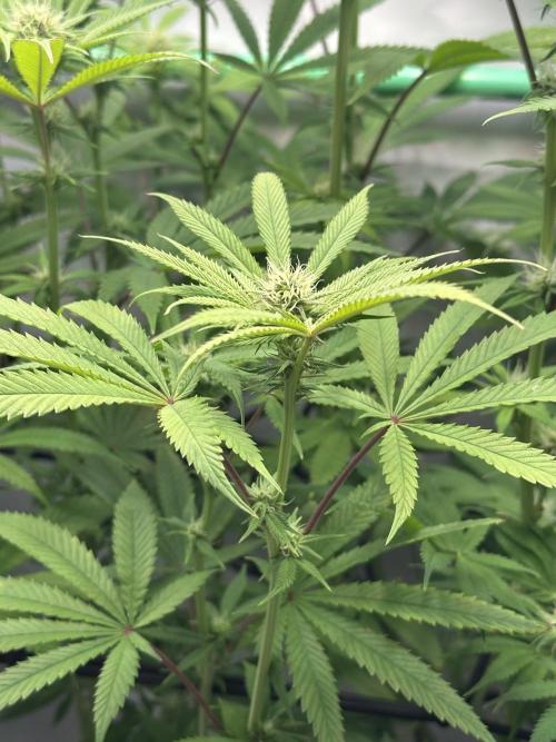 Lemon Orange #2 by GHSC. Week 11