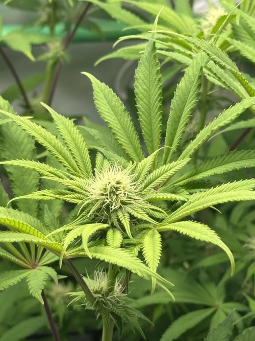 La Gran Jefa by GHSC. Week 11