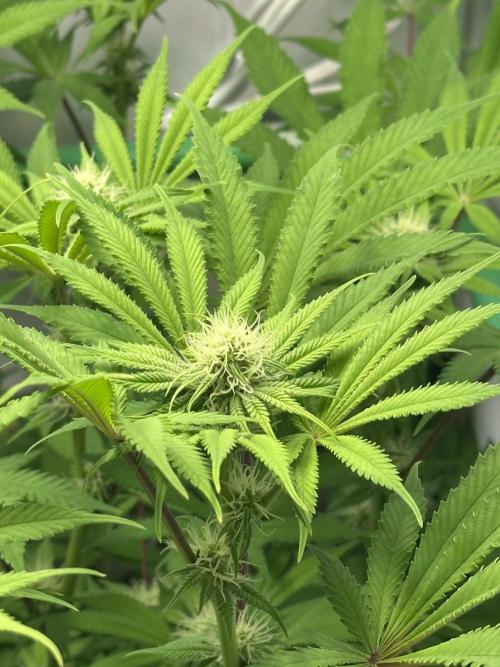 La Gran Jefa by GHSC. Week 11