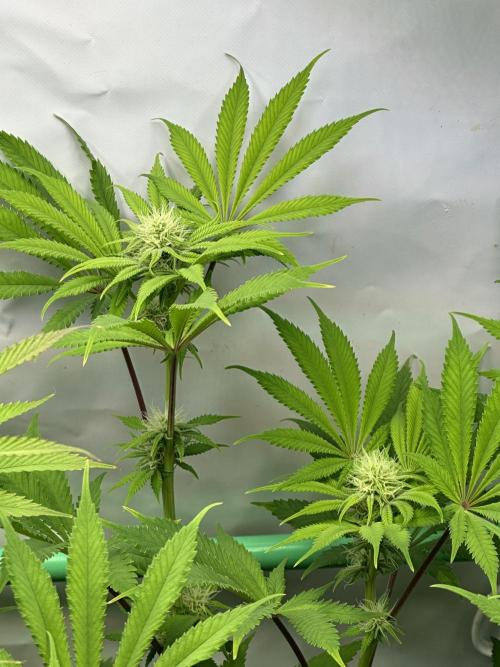 La Gran Jefa by GHSC. Week 11