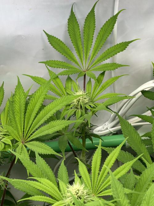 La Gran Jefa by GHSC. Week 11