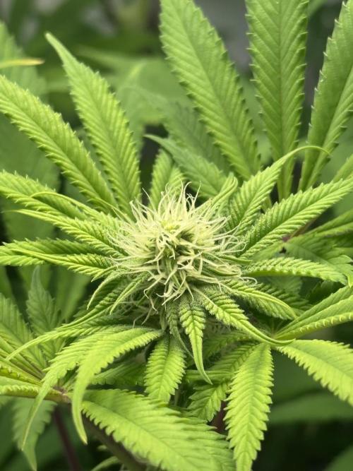 La Gran Jefa by GHSC. Week 11