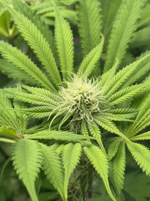 La Gran Jefa by GHSC. Week 11