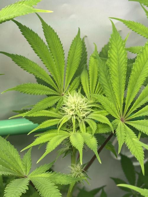 La Gran Jefa by GHSC. Week 11