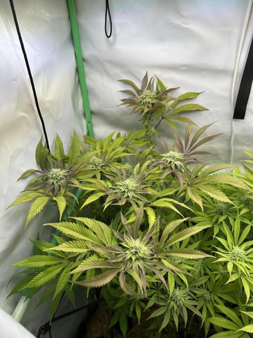 Kong‘s Krush by GHSC. Week 12