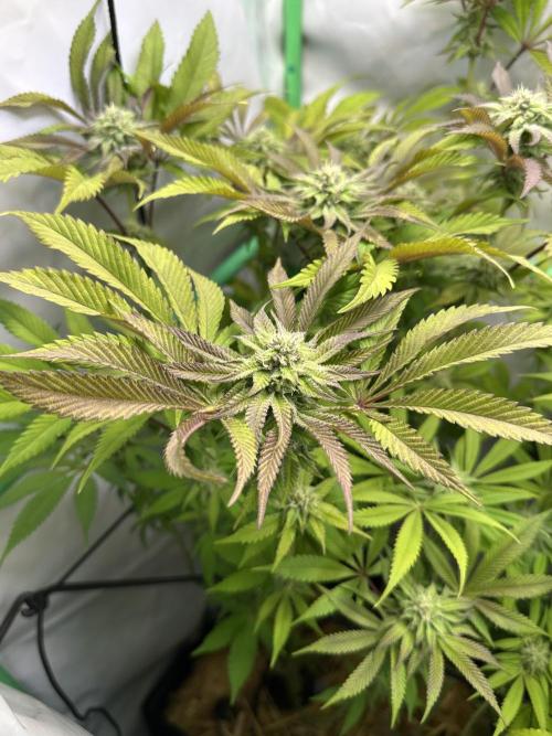 Kong‘s Krush by GHSC. Week 12