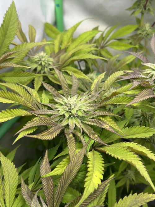 Kong‘s Krush by GHSC. Week 12