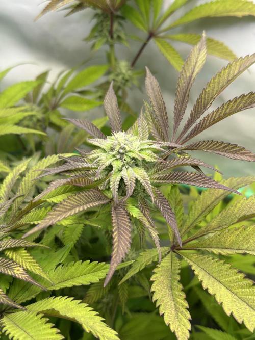 Kong‘s Krush by GHSC. Week 12