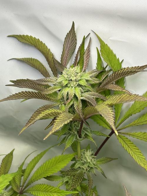 Kong‘s Krush by GHSC. Week 12