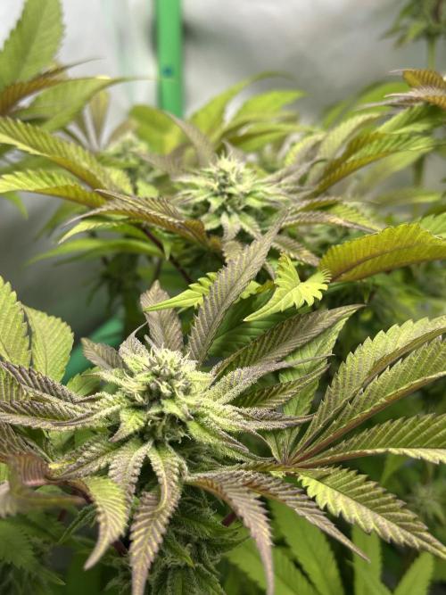 Kong‘s Krush by GHSC. Week 12