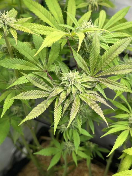 Kong‘s Krush by GHSC. Week 12