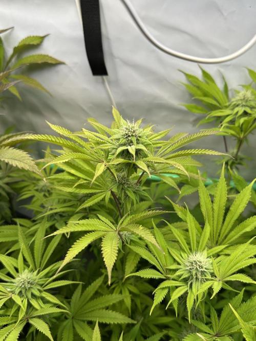 Lemon Orange #2 by GHSC. Week 12