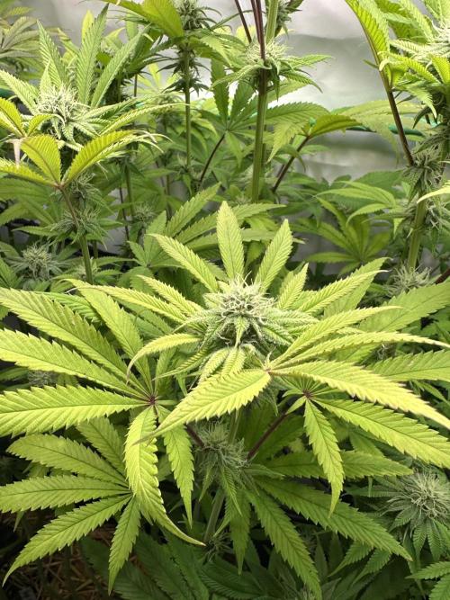 Lemon Orange #2 by GHSC. Week 12