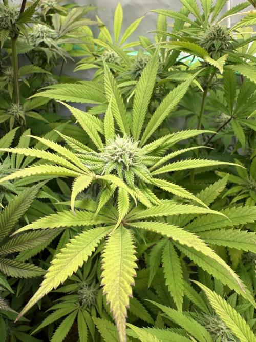 Lemon Orange #2 by GHSC. Week 12