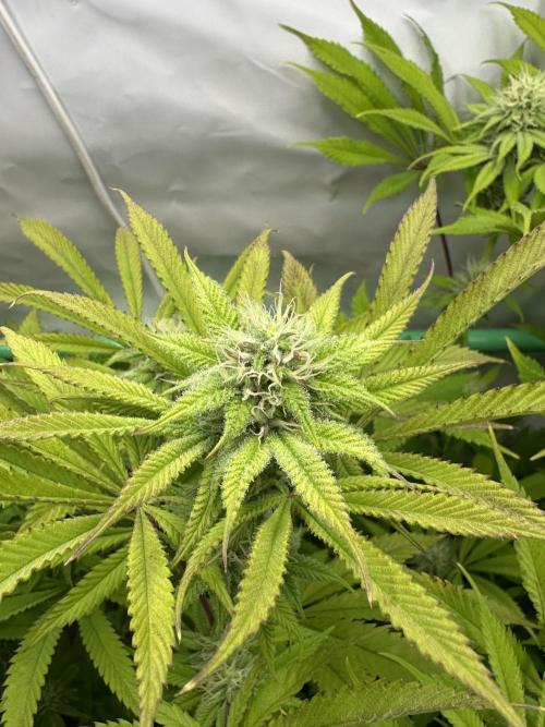 Lemon Orange #2 by GHSC. Week 12