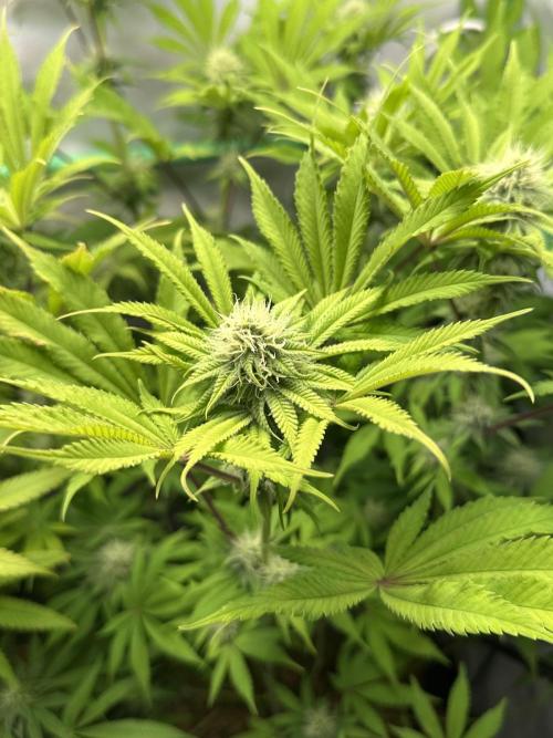 La Gran Jefa #2 by GHSC. Week 12