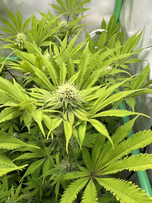 La Gran Jefa #2 by GHSC. Week 12