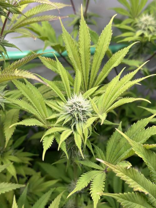 La Gran Jefa #2 by GHSC. Week 12