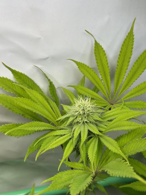 La Gran Jefa #2 by GHSC. Week 12