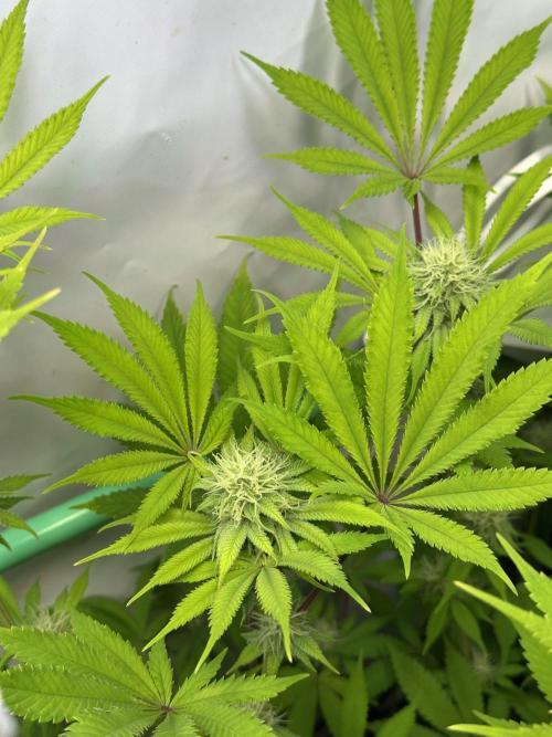 La Gran Jefa #2 by GHSC. Week 12