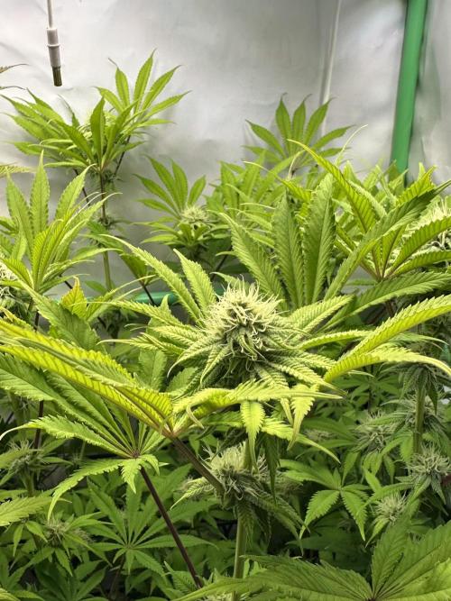 La Gran Jefa #2 by GHSC. Week 12